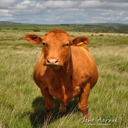 Dartmoor
Cow